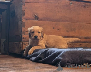 Photo №2 to announcement № 176157 for the sale of golden retriever - buy in United Kingdom private announcement