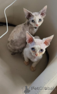 Photo №4. I will sell devon rex in the city of Berlin. breeder - price - negotiated