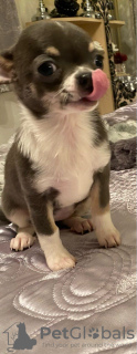 Photo №2 to announcement № 18143 for the sale of chihuahua - buy in United Kingdom private announcement