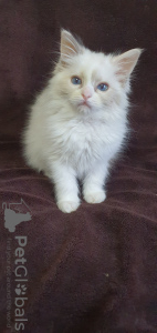 Photo №4. I will sell ragdoll in the city of Minsk. breeder - price - 500$