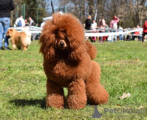 Additional photos: Miniature Poodle puppies