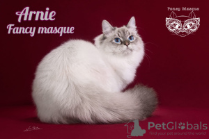 Photo №2 to announcement № 89482 for the sale of neva masquerade - buy in Russian Federation breeder