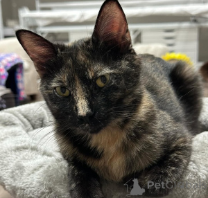 Photo №2 to announcement № 150623 for the sale of domestic cat - buy in Germany from the shelter, breeder