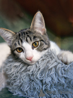 Photo №3. Touching, gentle teenage kitten Messi is looking for a home. Russian Federation
