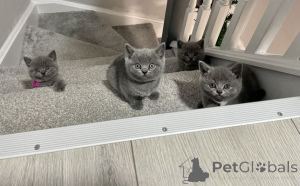 Photo №2 to announcement № 164554 for the sale of british shorthair - buy in Germany 