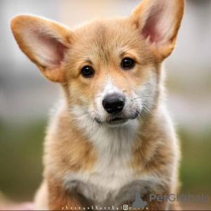 Photo №1. welsh corgi - for sale in the city of Cherkasy | Is free | Announcement № 70999