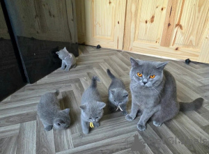 Photo №1. british shorthair - for sale in the city of Görlitz | 361$ | Announcement № 169813