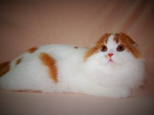 Photo №1. scottish fold - for sale in the city of Lugansk | 300$ | Announcement № 6052