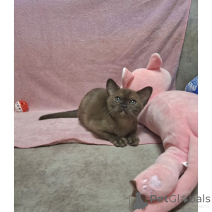 Photo №1. burmese cat - for sale in the city of Zouch | 361$ | Announcement № 174382
