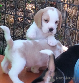 Photo №2 to announcement № 159867 for the sale of beagle - buy in Lithuania private announcement