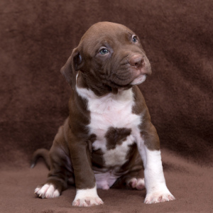 Photo №2 to announcement № 3314 for the sale of american pit bull terrier - buy in Belarus breeder