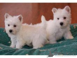 Photo №1. west highland white terrier - for sale in the city of Дублин | 264$ | Announcement № 117841