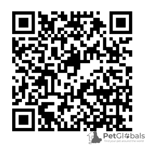 Photo №2. Services for the delivery and transportation of cats and dogs in Belarus. Price - negotiated. Announcement № 35424