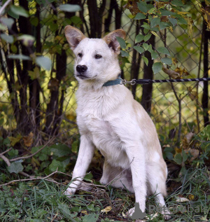 Additional photos: Wonderful polar bear cub Kai is looking for a home!