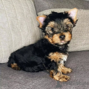 Photo №3. Yorkshire Terrier reinrassige Welpen zu verkaufen. Germany