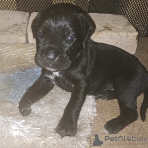 Additional photos: Cane Corso puppies