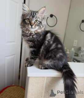 Photo №1. siberian cat - for sale in the city of Groningen | negotiated | Announcement № 170632