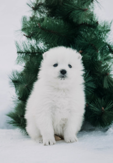 Photo №2 to announcement № 4660 for the sale of samoyed dog - buy in Russian Federation from nursery