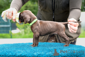Photo №4. I will sell german shorthaired pointer in the city of Šiauliai. breeder - price - 1224$