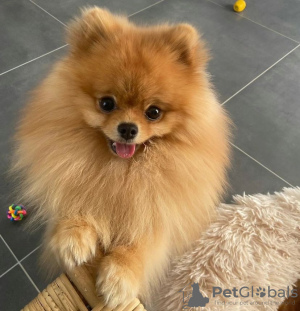 Photo №1. pomeranian - for sale in the city of Copenhague | negotiated | Announcement № 77547