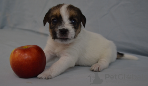 Photo №3. Jack Russell puppies. Russian Federation