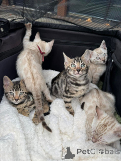 Photo №1. bengal cat - for sale in the city of Montreux | 706$ | Announcement № 152744