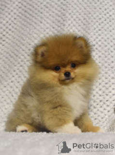 Photo №3. Buu Pomeranians puppies. Serbia