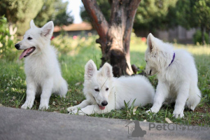 Additional photos: White Swiss Shepherd puppies for sale