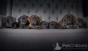 Photo №2 to announcement № 23881 for the sale of cane corso - buy in Russian Federation from nursery, breeder