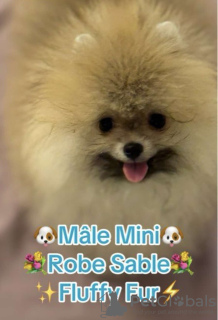 Photo №4. I will sell pomeranian in the city of Афины. private announcement, breeder - price - 2918$