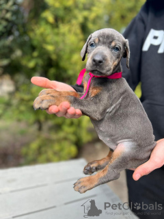 Additional photos: Doberman puppies