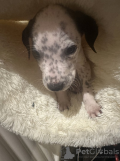 Photo №2 to announcement № 131023 for the sale of dalmatian dog - buy in Germany private announcement