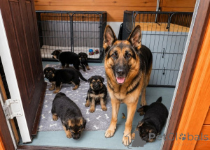 Photo №1. german shepherd - for sale in the city of Füssen | 465$ | Announcement № 171436