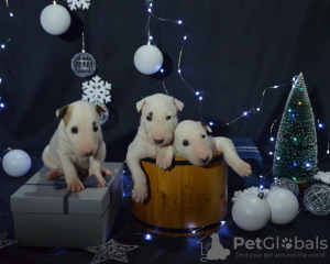Photo №1. bull terrier - for sale in the city of Москва | negotiated | Announcement № 17841