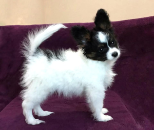 Photo №1. papillon dog - for sale in the city of Kiev | Negotiated | Announcement № 1125