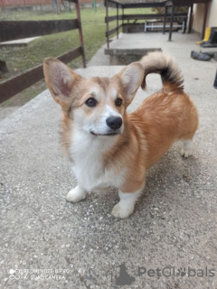 Photo №2 to announcement № 131056 for the sale of otterhound - buy in Serbia 