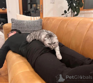 Photo №4. I will sell  in the city of Augustusburg.  - price - negotiated