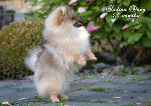 Photo №4. I will sell pomeranian in the city of Gomel. from nursery - price - negotiated