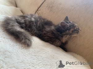 Photo №2 to announcement № 176168 for the sale of maine coon - buy in Germany private announcement
