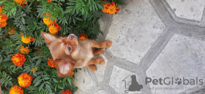 Photo №1. chihuahua - for sale in the city of Dnipro | 283$ | Announcement № 63333