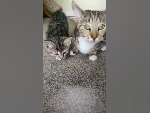 Photo №4. I will sell  in the city of New Orleans. private announcement - price - 659$