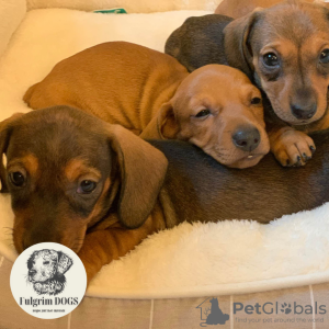 Photo №3. The most beautiful dachshund puppies are only from Fulgrim dogs. Belgium