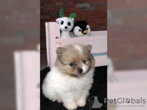 Photo №2 to announcement № 124948 for the sale of pomeranian - buy in Germany private announcement