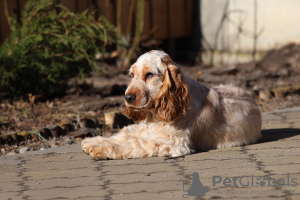 Photo №4. I will sell english cocker spaniel in the city of Cherkasy. breeder - price - negotiated