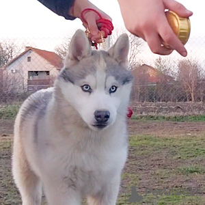 Photo №2 to announcement № 133039 for the sale of siberian husky - buy in Serbia breeder