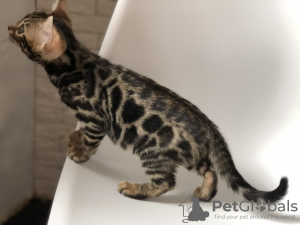 Photo №2 to announcement № 5958 for the sale of bengal cat - buy in Belarus from nursery, breeder