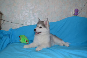 Photo №1. siberian husky - for sale in the city of Zheleznogorsk | 130$ | Announcement № 5326