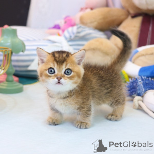 Photo №1. munchkin - for sale in the city of Bahamas | 235$ | Announcement № 153268