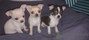 Photo №1. chihuahua - for sale in the city of Мармарис | 300$ | Announcement № 100834