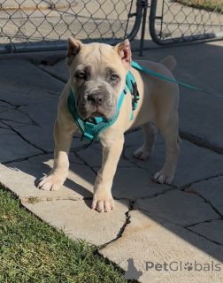 Photo №2 to announcement № 158578 for the sale of cane corso - buy in Finland private announcement